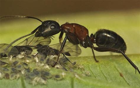 螞蟻很多 卧室画